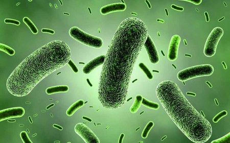 NHIỄM VI KHUẨN LAO TỪ VẾT ĐÂM CỦA GAI TÔM
