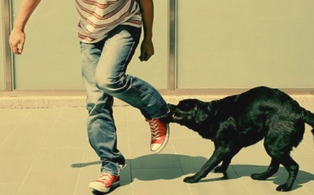 CHÓ CẮN NGƯỜI TĂNG CAO KHI VÀO MÙA NẮNG NÓNG