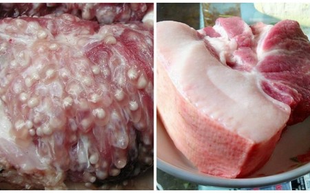 SÁN LỢN GẠO - NGUYÊN NHÂN VÀ CÁCH PHÒNG TRÁNH