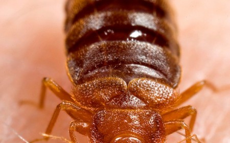 Con Rệp Cắn Có Nguy Hiểm Không!