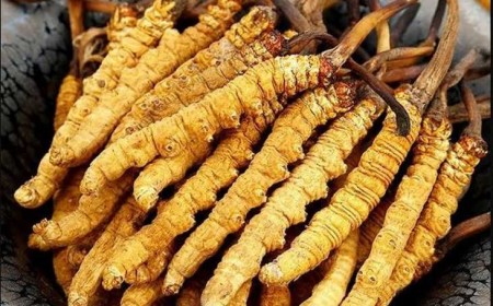 LỢI ÍCH CỦA ĐÔNG TRÙNG HẠ THẢO ĐỐI VỚI NGƯỜI BỆNH TIỂU ĐƯỜNG