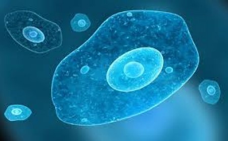 Những Điều Cần Biết Về Bệnh Amip Entamoeba histolytica