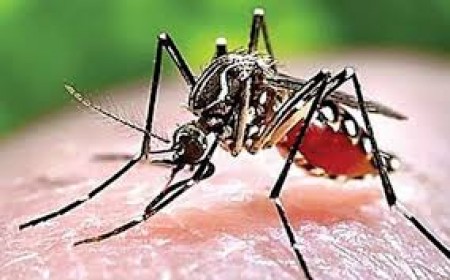 Chẩn Đoán Chính Xác Về Bệnh Sốt Rét