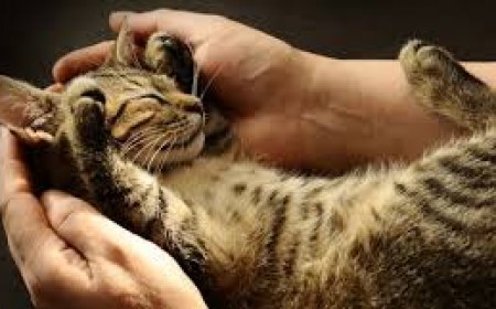 Chẩn Đoán Và Điều Trị Bệnh Ký Sinh Trùng Trên Mèo