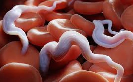 Các phương pháp chẩn đoán ký sinh trùng gián tiếp