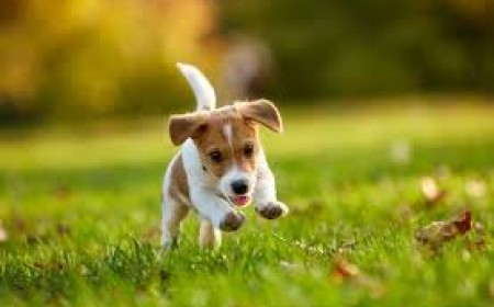 Kết quả xét nghiệm giun đũa chó như thế nào là đáng tin cậy