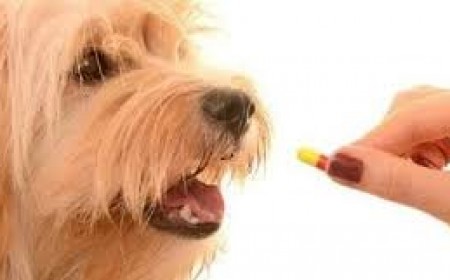 Cách điều trị giun đũa chó hiệu quả nhất