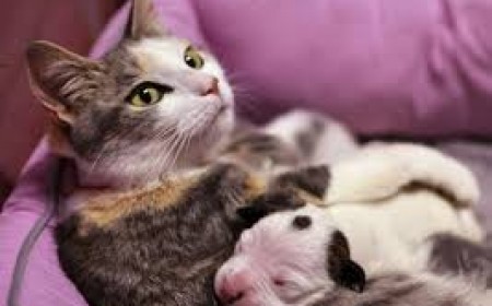 Cách điều trị bệnh giun đũa chó mèo hiệu quả nhất