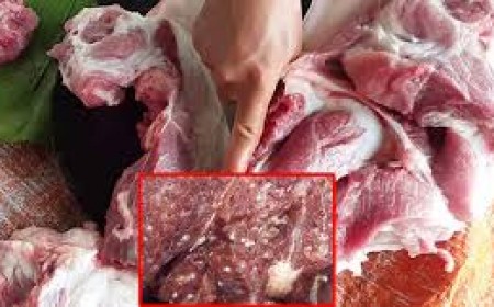 Phòng Chống Bệnh Sán Dây Lợn Như Thế Nào