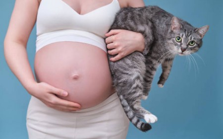 Ký sinh trùng mèo Toxoplasma gondii: Chẩn đoán và cách điều trị