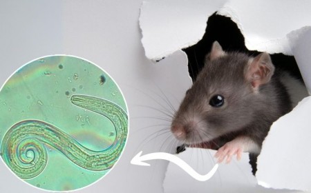 Nguy Cơ Nhiễm Virus Lây Truyền Từ Chuột  