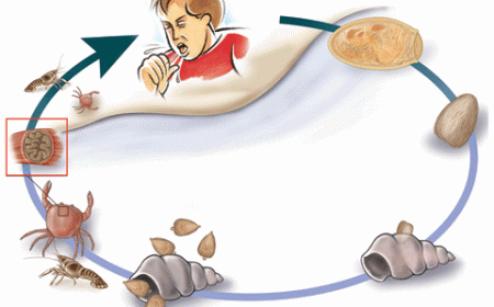 Những thông tin cần biết về dịch bệnh sán lá phổi