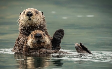 Ký sinh trùng đang giết chết rái cá biển và có thể đe dọa con người