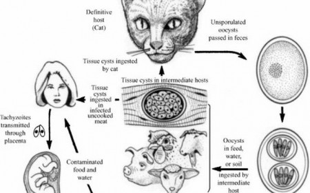 Thời Gian Trị Bệnh Ký Sinh Trùng Mèo Toxoplasma Trên Người Bao Lâu