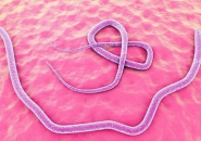 NGUY CƠ NHIỄM GIUN LƯƠN TỪ CHÓ ,MÈO