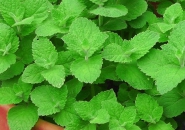 BẠC HÀ - CÔNG DỤNG CHỮA BỆNH 