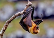 VIRUS NIPAL NGUY HIỂM NHƯ THẾ NÀO ? 