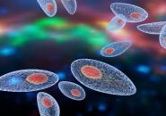 BỆNH KÝ SINH TRÙNG TOXOPLASMA