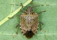 NGỘ ĐỘC DO ĂN BỌ XÍT