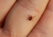 CÁCH PHÒNG BỌ CHÉT LÂY NHIỄM QUA CƠ THỂ