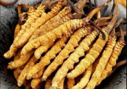 LỢI ÍCH CỦA ĐÔNG TRÙNG HẠ THẢO ĐỐI VỚI NGƯỜI BỆNH TIỂU ĐƯỜNG