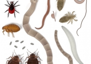 DẤU HIỆU NHIỄM KÝ SINH TRÙNG