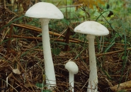 CÁCH NHẬN BIẾT MỘT SỐ NẤM ĐỘC PHỔ BIẾN