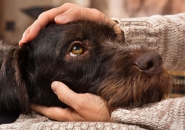 Những bệnh lây từ chó sang con người