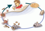 Những thông tin cần biết về dịch bệnh sán lá phổi