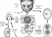 Thời Gian Trị Bệnh Ký Sinh Trùng Mèo Toxoplasma Trên Người Bao Lâu