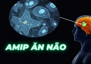 Tổng Quan Về Loại Trùng Biến Hình Amip